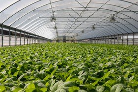 AI Smart Greenhouses: Revolutionizing Sustainable Agriculture